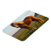 Icelandic Horse in Sunset Light マグネット (左側)