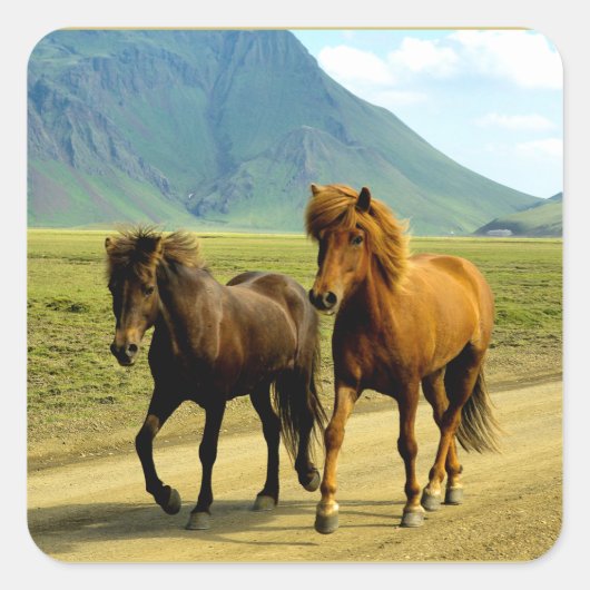 Icelandic Horses スクエアシール (正面)