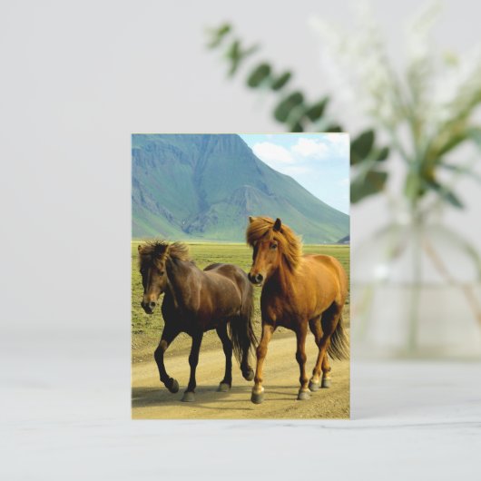 Icelandic Horses ポストカード (スタンド正面)