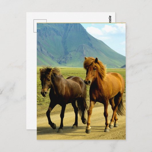 Icelandic Horses ポストカード (正面/裏面)