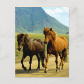 Icelandic Horses ポストカード (正面)