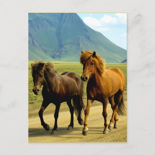 Icelandic Horses ポストカード (正面)
