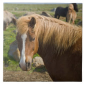 Icelandic Horses in Northeastern Iceland タイル (正面)
