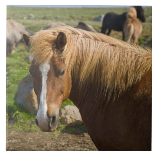Icelandic Horses in Northeastern Iceland タイル (正面)
