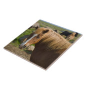 Icelandic Horses in Northeastern Iceland タイル (側面)