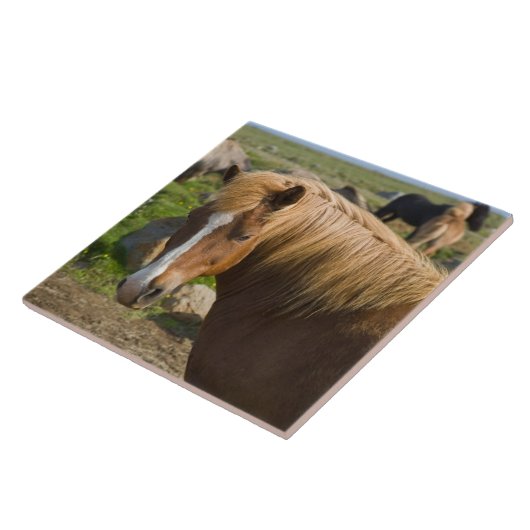 Icelandic Horses in Northeastern Iceland タイル (側面)