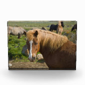 Icelandic Horses in Northeastern Iceland フォトブロック (正面)