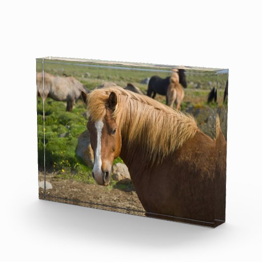 Icelandic Horses in Northeastern Iceland フォトブロック (右)