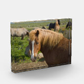 Icelandic Horses in Northeastern Iceland フォトブロック (左)