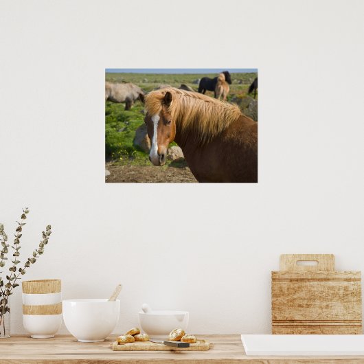 Icelandic Horses in Northeastern Iceland ポスター (キッチン)