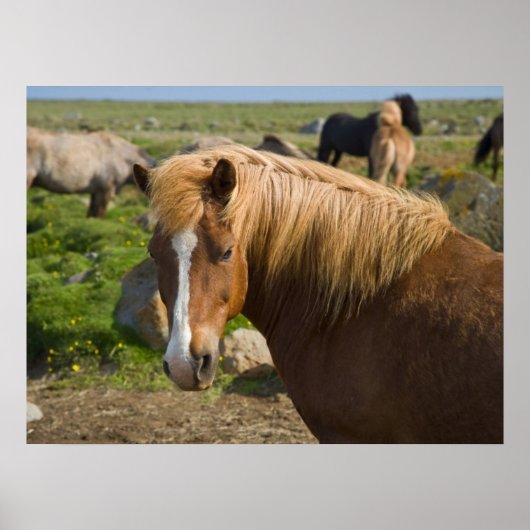 Icelandic Horses in Northeastern Iceland ポスター (正面)