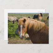 Icelandic Horses in Northeastern Iceland ポストカード (正面/裏面)