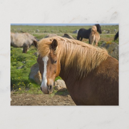 Icelandic Horses in Northeastern Iceland ポストカード (正面)
