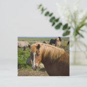 Icelandic Horses in Northeastern Iceland ポストカード (スタンド正面)