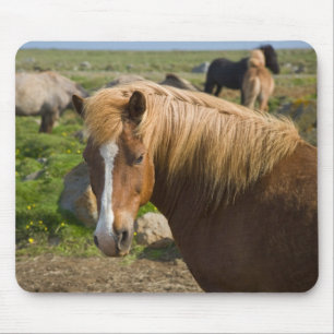 Icelandic Horses in Northeastern Iceland マウスパッド