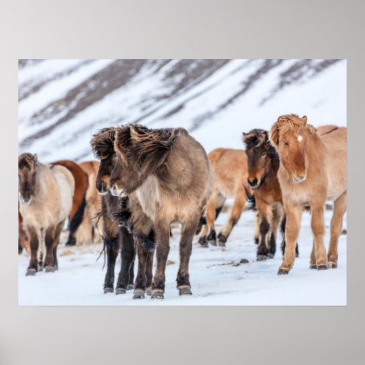 Icelandic Horses in Winter Pasture Near Hofn ポスター (正面)