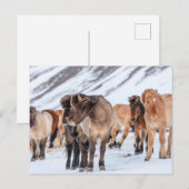 Icelandic Horses in Winter Pasture Near Hofn ポストカード (正面/裏面)