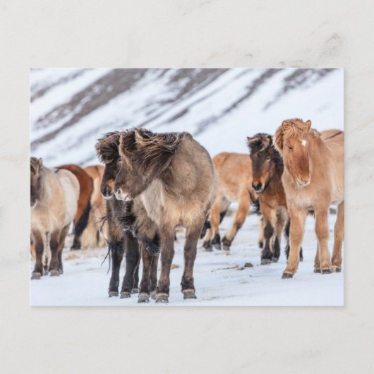 Icelandic Horses in Winter Pasture Near Hofn ポストカード (正面)