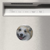 icelandic-sheepdog-2.jpg マグネット (インサイチュ (食洗機))