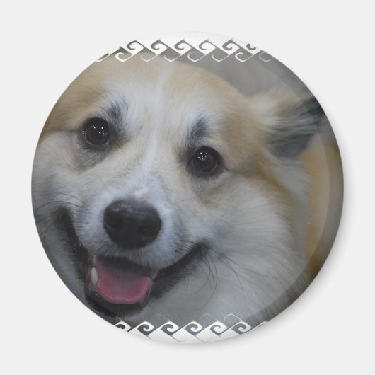 icelandic-sheepdog-2.jpg マグネット (正面)