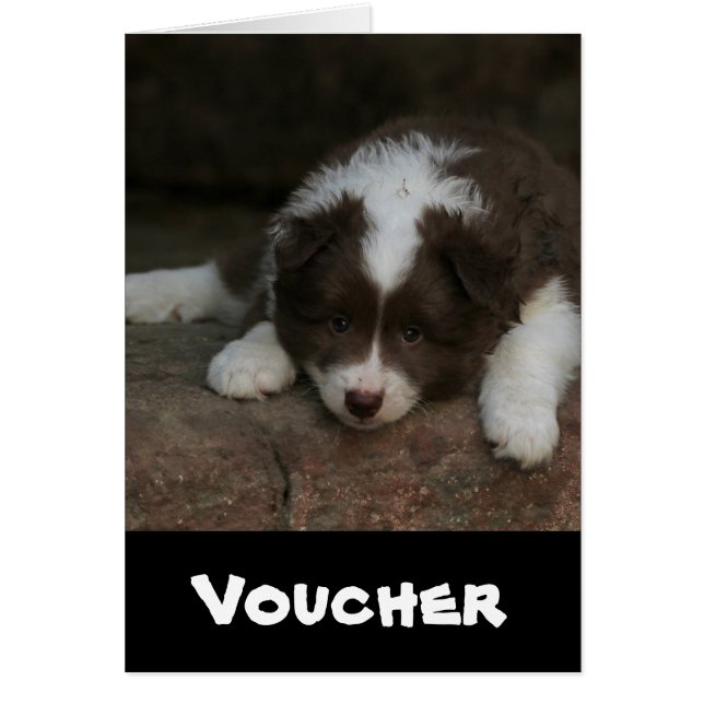 IcelandicSheepdog_20171201_by_JAMFoto (正面)