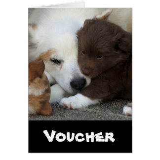 IcelandicSheepdog_20171203_by_JAMFoto