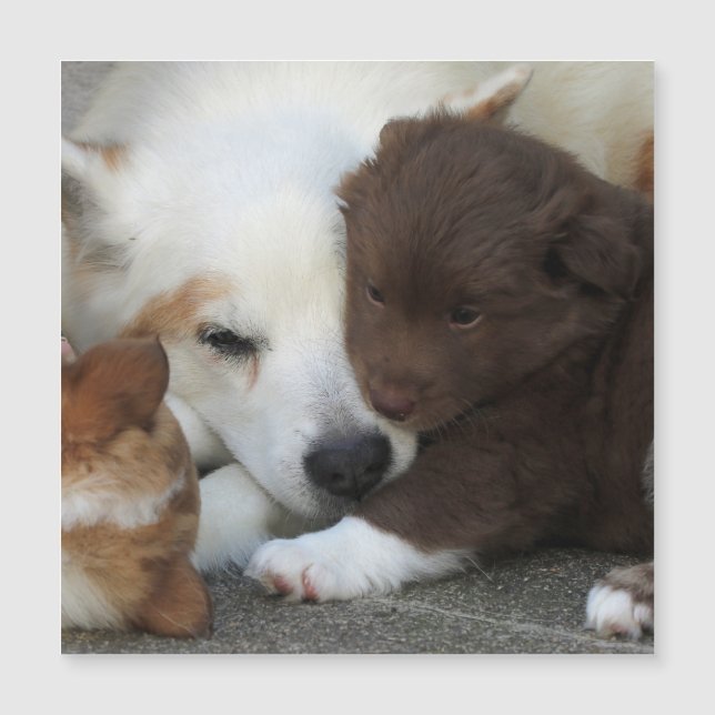 IcelandicSheepdog_20171203_by_JAMFoto (正面)