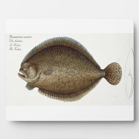 IchのTurbot (Pleuronectes Maximus)プレートXLIX フォトプラーク (正面)