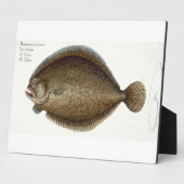 IchのTurbot (Pleuronectes Maximus)プレートXLIX フォトプラーク (側面)