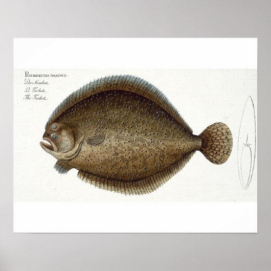 IchのTurbot (Pleuronectes Maximus)プレートXLIX ポスター (正面)