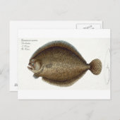 IchのTurbot (Pleuronectes Maximus)プレートXLIX ポストカード (正面/裏面)