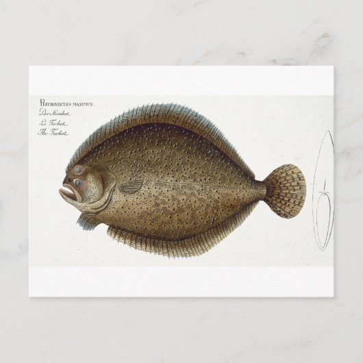 IchのTurbot (Pleuronectes Maximus)プレートXLIX ポストカード (正面)