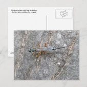 Ichneumon Fly on Logはがき ポストカード (正面/裏面)