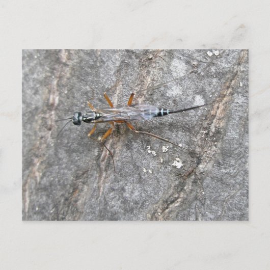 Ichneumon Fly on Logはがき ポストカード (正面)