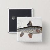 「IchthyoからのBarbel (Cyprinus Barbus)のプレートXVIII 缶バッジ (正面&裏面)