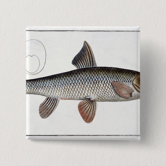 「IchthyoからのBarbel (Cyprinus Barbus)のプレートXVIII 缶バッジ (正面)