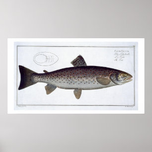 「Ichthyoloからの海マス(Salmo Trutta)のプレートXXI ポスター