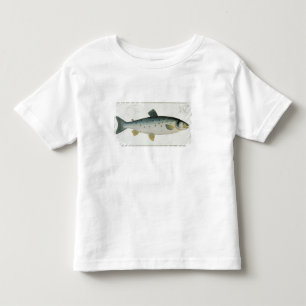 「Ichthyologieからのサケ(Salmoサラール族)のプレートXX、 トドラーTシャツ
