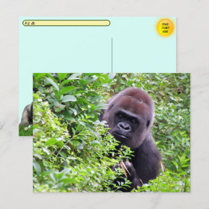 IDボックスを含むPostcrossing Peek-A-Booゴリラ ポストカード