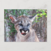 IDボックス付きポストクロッシングクーガーキューバポストカード ポストカード (正面)