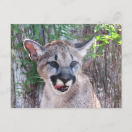 IDボックス付きポストクロッシングクーガーキューバポストカード ポストカード