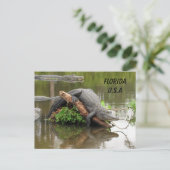 IDボックス付きポストクロッシングフロリダアリゲーター ポストカード (スタンド正面)