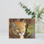 IDボックス威厳のある付きポストクロッシングクーガーはがき ポストカード (スタンド正面)