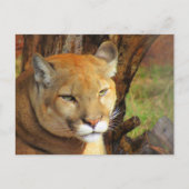 IDボックス威厳のある付きポストクロッシングクーガーはがき ポストカード (正面)