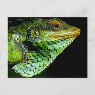 Iguanaクローズアップ写真はがき ポストカード