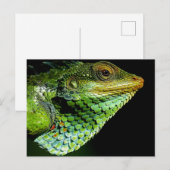 Iguanaクローズアップ写真はがき ポストカード (正面/裏面)