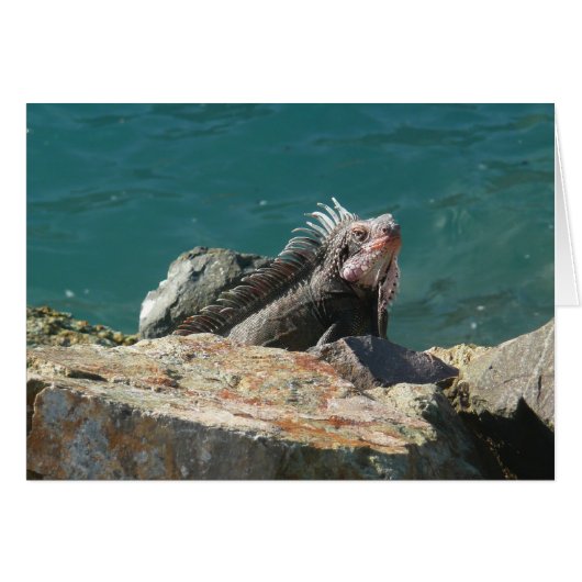 Iguana at St. Thomas (正面横)