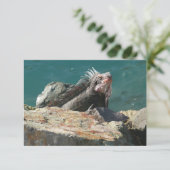 Iguana at St. Thomas (スタンド正面)