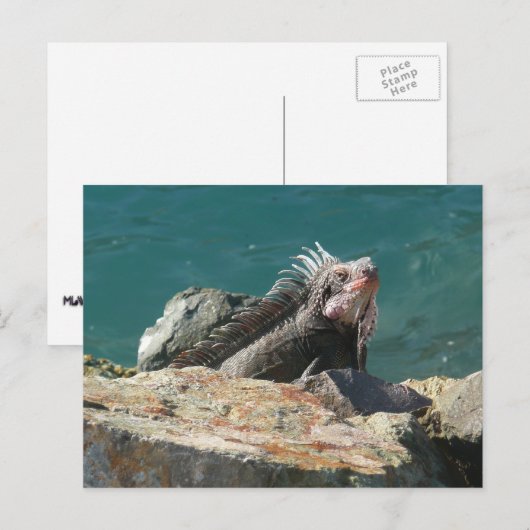 Iguana at St. Thomas ポストカード (正面/裏面)