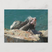 Iguana at St. Thomas ポストカード (正面)